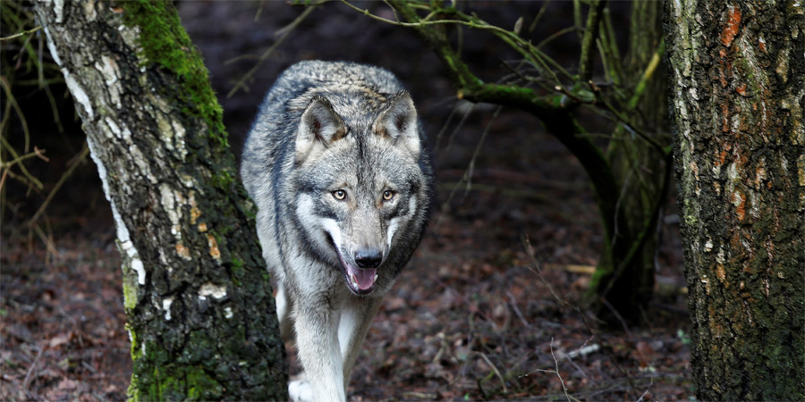 Tribunal holandês decreta uso de armas de paintball para afugentar lobos em parque nacional