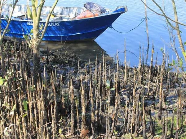 Espécie exótica identificada em manguezais da Baixada Santista preocupa especialistas