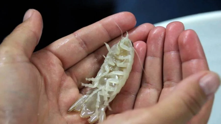 Descoberta nova espécie de crustáceo no fundo do mar. É branco e tem grandes olhos