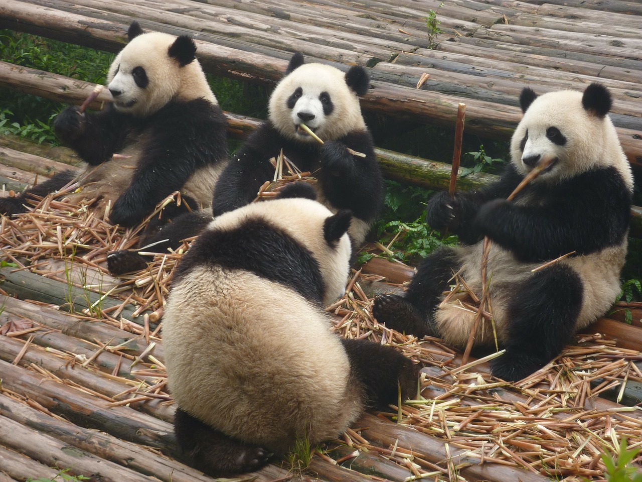 Sabia que um panda tem uma memória tão boa como os humanos?
