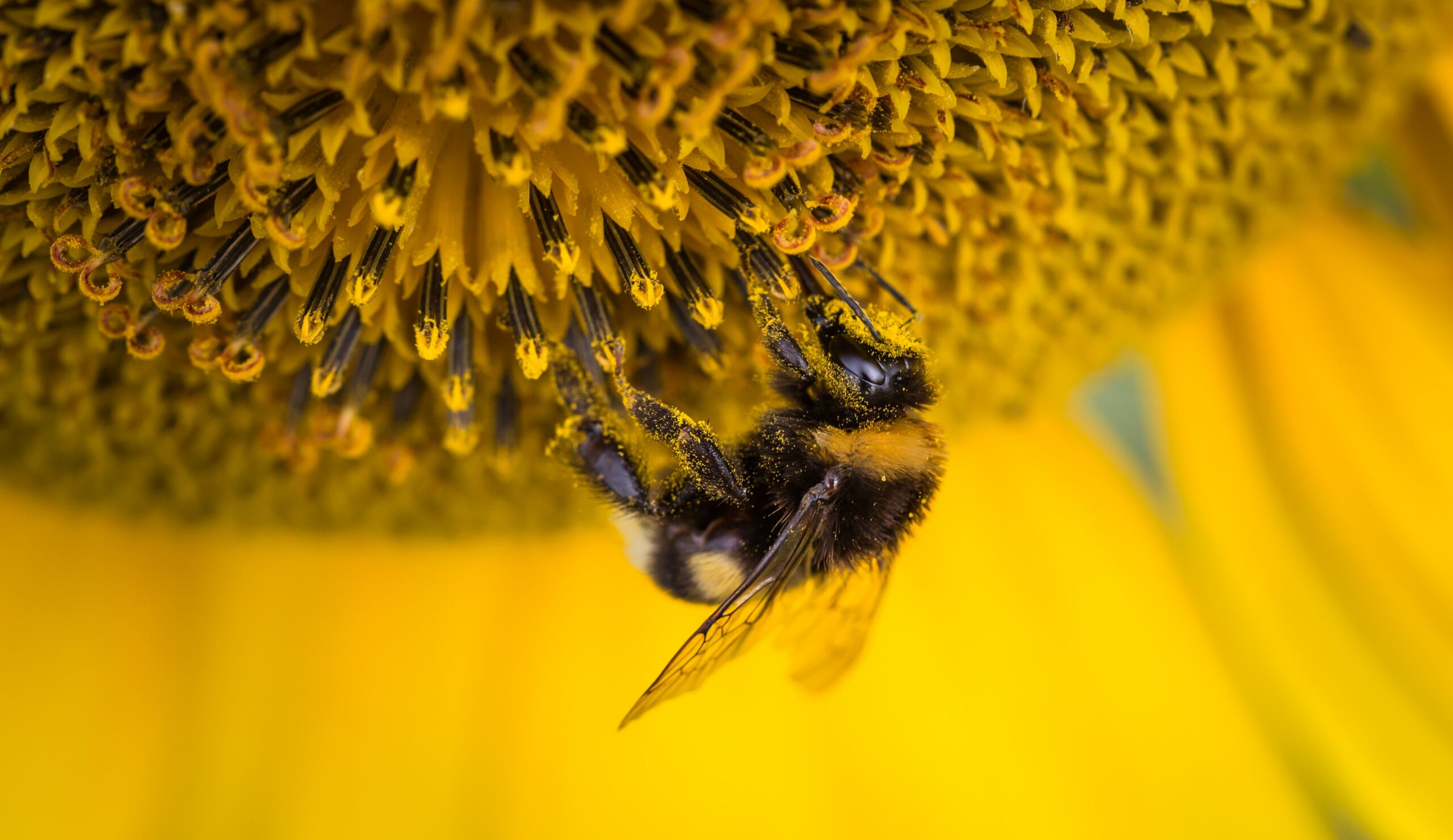 Girassóis fazem as abelhas defecarem – muito. Aqui está o porquê disso ser bom.