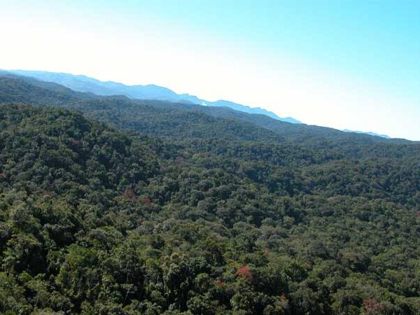 Projeto promove preservação de remanescentes de Mata Atlântica em propriedades rurais