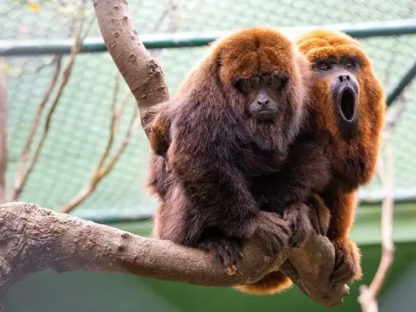 De volta ao habitat: Novo grupo de bugios-ruivos é solto em Florianópolis