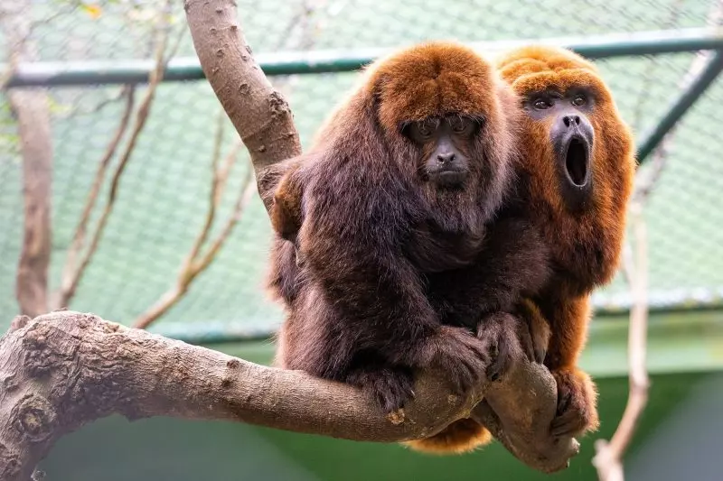 De volta ao habitat: Novo grupo de bugios-ruivos é solto em Florianópolis