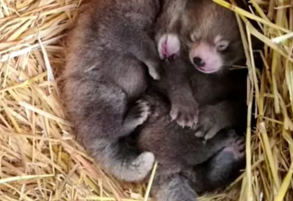 Pandas-vermelhos gêmeos nascem no Reino Unido; espécie é ameaçada de extinção