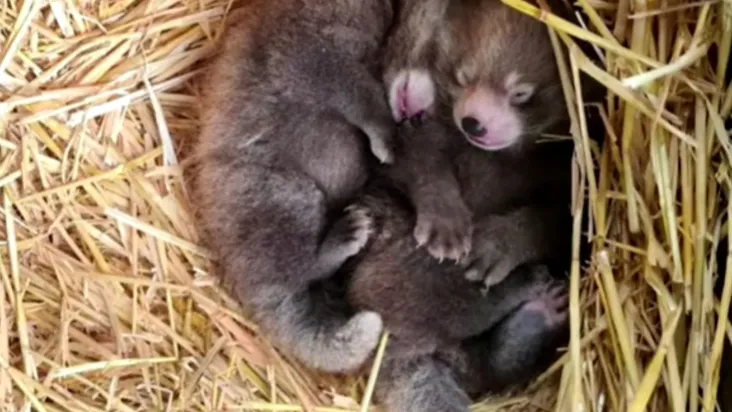 Pandas-vermelhos gêmeos nascem no Reino Unido; espécie é ameaçada de extinção