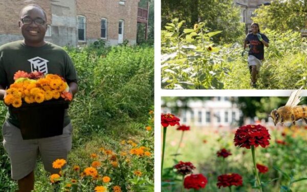 Jovem transforma terreno abandonado em campos de flores para ajudar abelhas