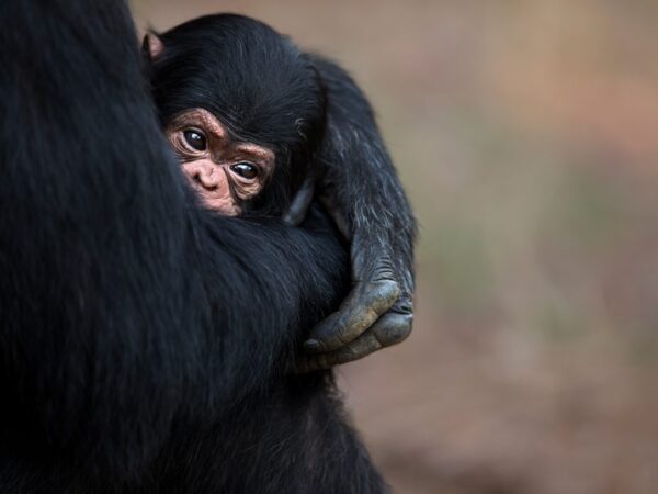 A boa mãe. Chimpanzés nos ensinam muito!