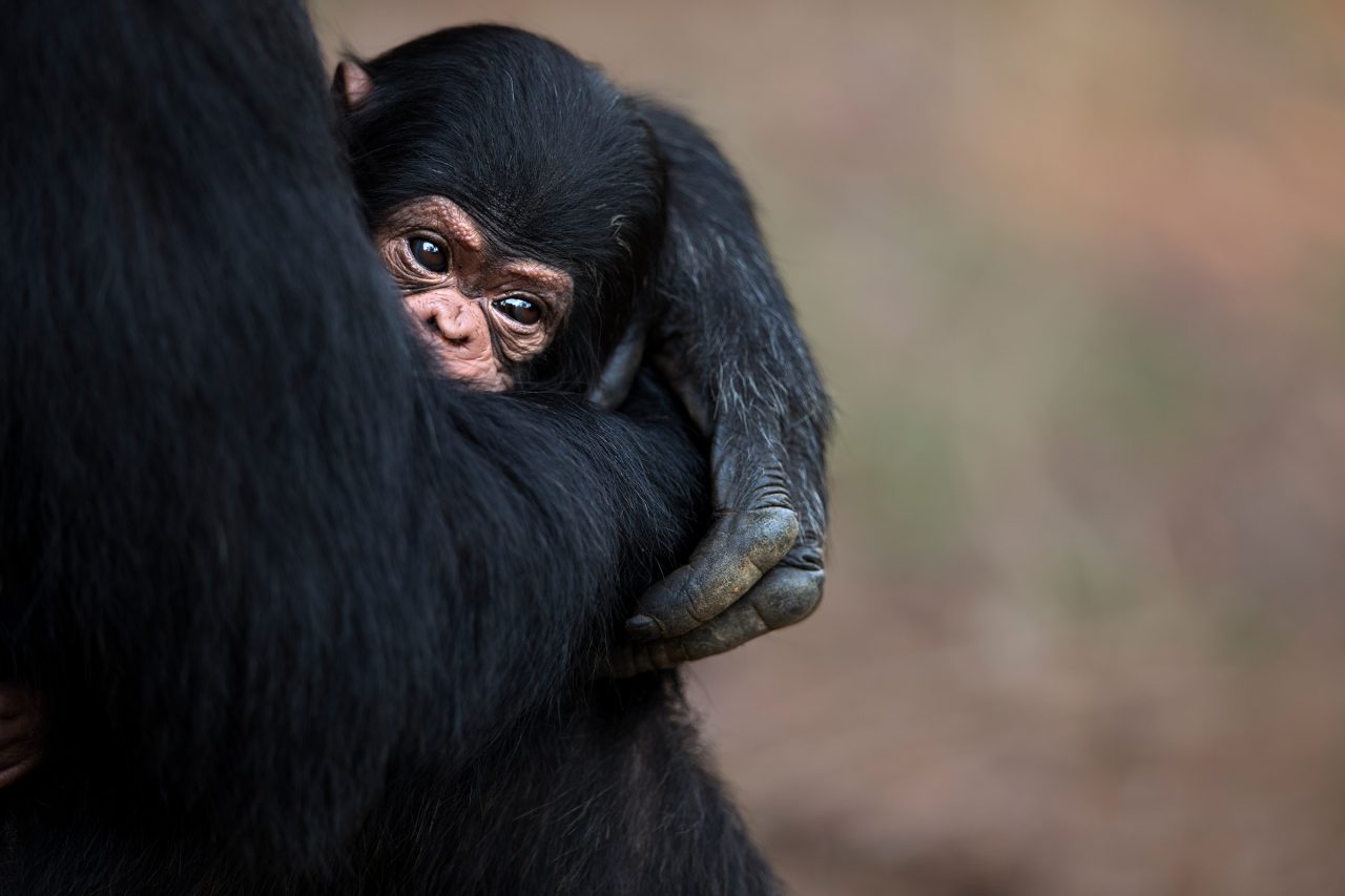 A boa mãe. Chimpanzés nos ensinam muito!