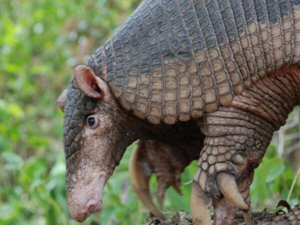 Isabel: a tatu-canastra brasileira que ensinou ao mundo o que se sabe sobre a espécie