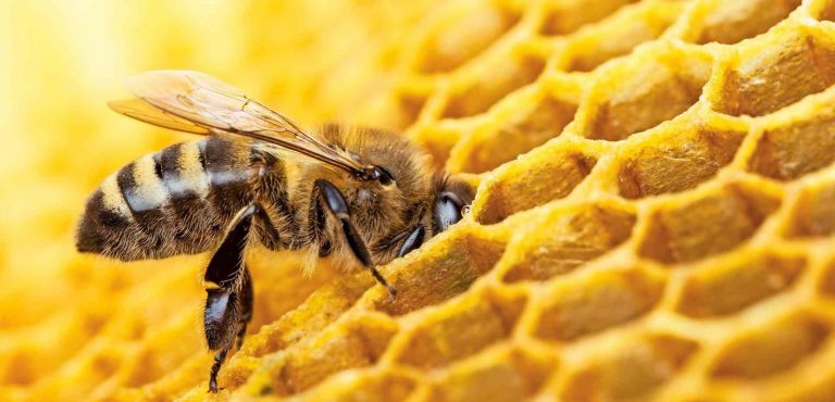 Ações que todos podemos fazer para ajudar as abelhas e prevenir a sua extinção