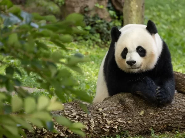 Número de pandas gigantes em estado selvagem na China sobe para cerca de 1.900