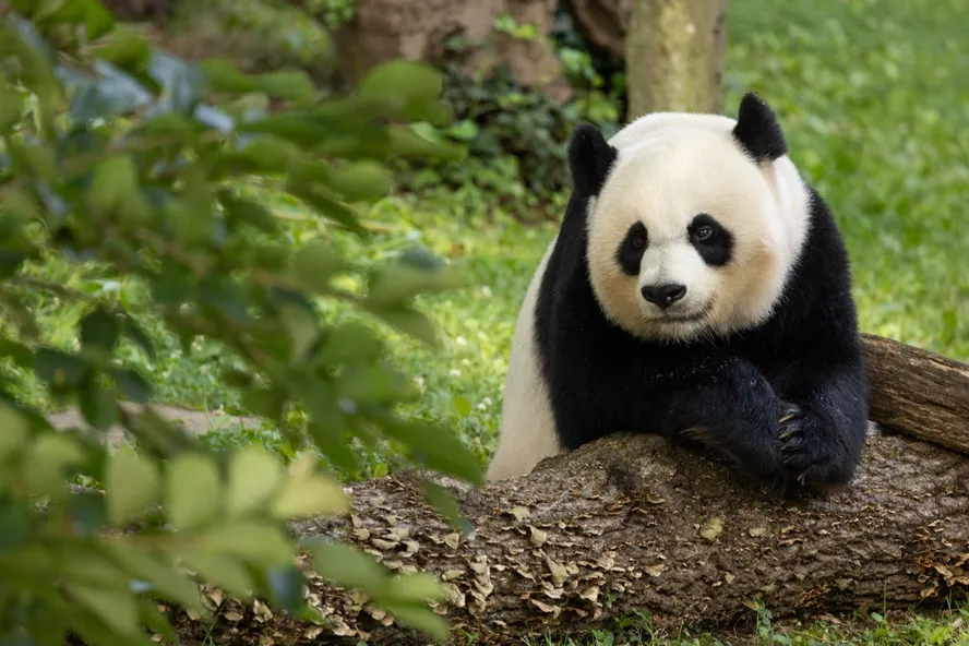 Número de pandas gigantes em estado selvagem na China sobe para cerca de 1.900