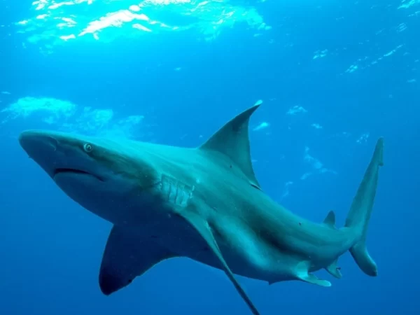 Captura de tubarões em Arraial do Cabo (RJ) caiu 75% em 60 anos