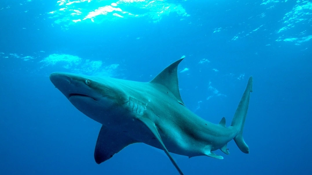 Captura de tubarões em Arraial do Cabo (RJ) caiu 75% em 60 anos