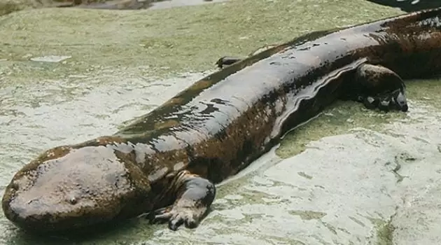Chineses encontram salamandra-gigante de 200 anos