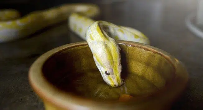 Você já viu como as cobras bebem água? Descubra no vídeo