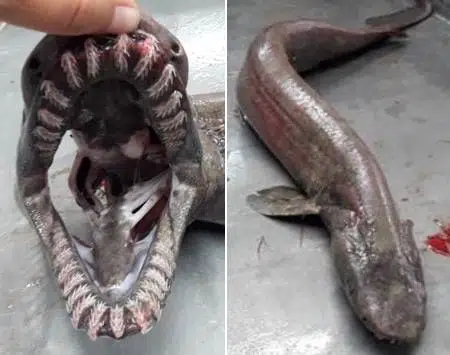 Tubarão pré-histórico com 300 dentes é capturado na costa de Portugal