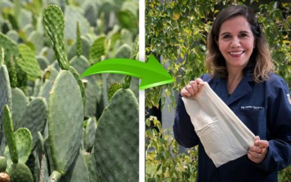 Mexicana cria sacolas biodegradáveis ​​à base de cactos para deixar de lado as de plástico