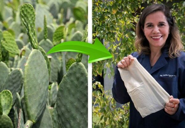 Mexicana cria sacolas biodegradáveis ​​à base de cactos para deixar de lado as de plástico