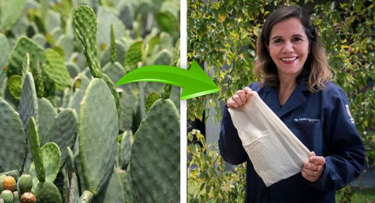Mexicana cria sacolas biodegradáveis ​​à base de cactos para deixar de lado as de plástico