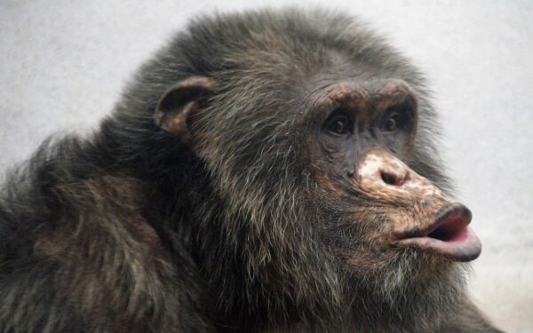 Febre mineira na África coloca um terço das populações de macacos em risco