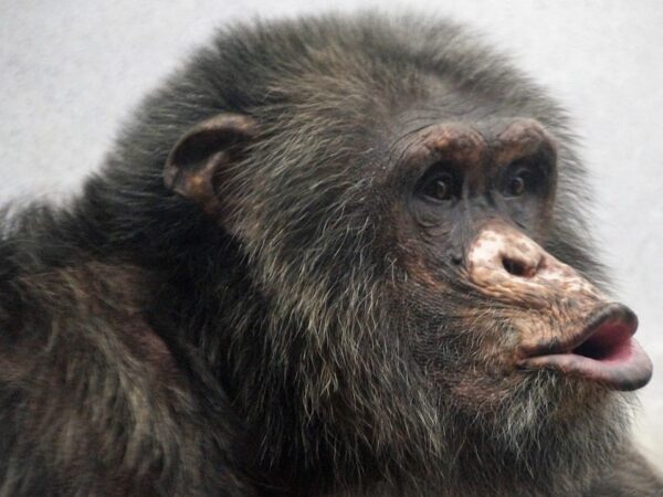 Febre mineira na África coloca um terço das populações de macacos em risco