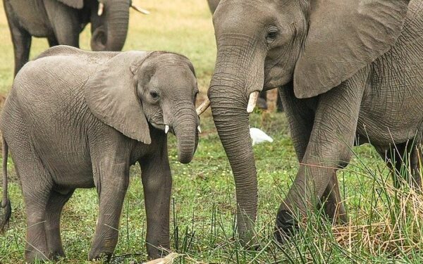 ONGs pedem à Tanzânia que proíba a caça de elefantes após a morte de “espécies icónicas”