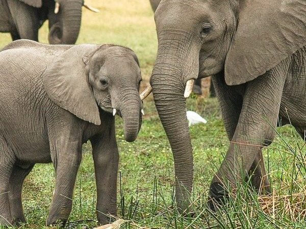 ONGs pedem à Tanzânia que proíba a caça de elefantes após a morte de “espécies icónicas”