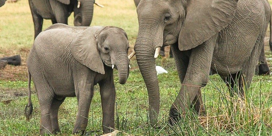 ONGs pedem à Tanzânia que proíba a caça de elefantes após a morte de “espécies icónicas”