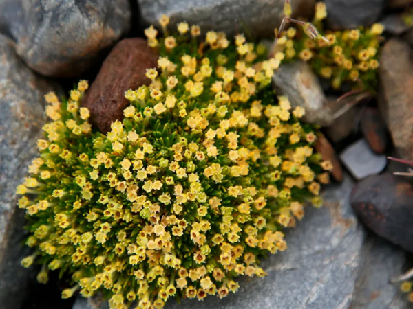 Proliferação de plantas na Antártida evidencia os impactos do aquecimento global