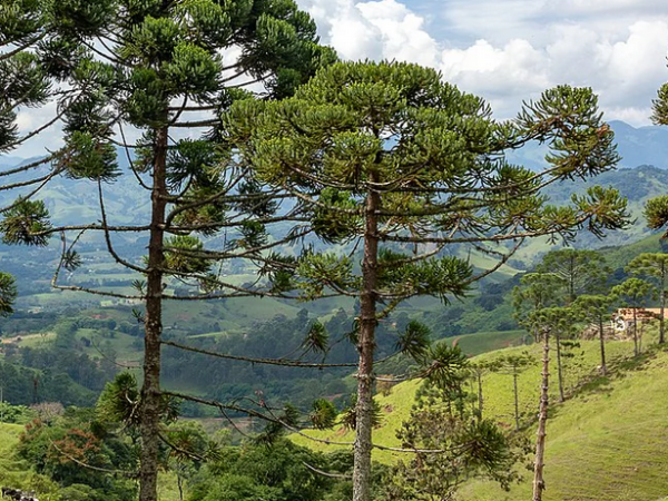 82% das árvores exclusivas da Mata Atlântica estão ameaçadas