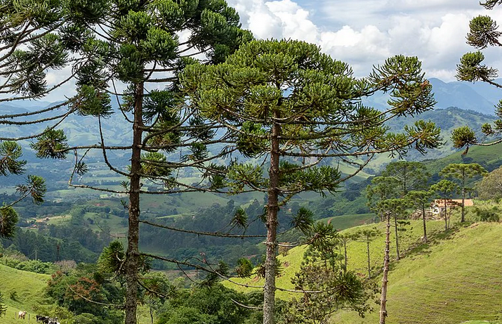 82% das árvores exclusivas da Mata Atlântica estão ameaçadas