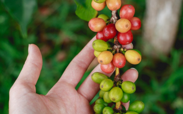 Reflorestamento em cafezais é viável economicamente, diz estudo