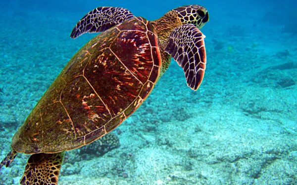 Cabo Verde quer promover turismo com tartarugas de forma sustentável