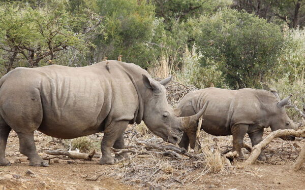 Namíbia preocupada com o número de rinocerontes vítimas de caça furtiva