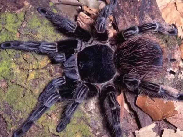 Veneno de aranha brasileira vira esperança de tratamento contra câncer