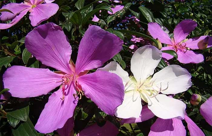 Como uma árvore em flor ajuda a recuperar a Mata Atlântica