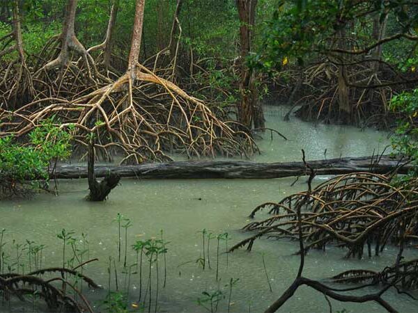 Estudo mensura serviços ambientais dos manguezais brasileiros