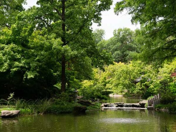 Um jardim botânico pode resfriar a temperatura do centro de uma cidade em até 5°C