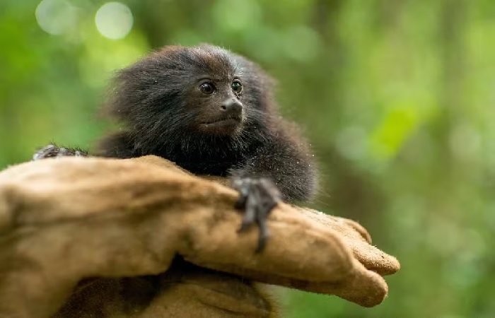 Morro do Diabo protege a maior população de micos-leões-pretos na natureza