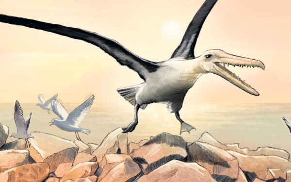 Gigantes e com dentes. Estas aves habitavam a Antártida há 40 milhões de anos
