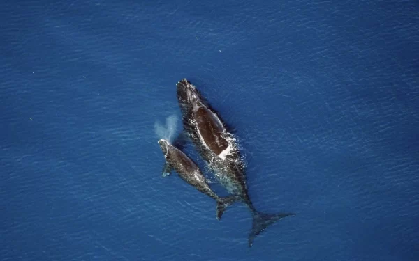 Baleias-francas estão sendo extintas, dizem especialistas