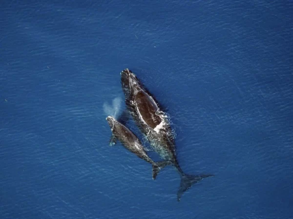 Baleias-francas estão sendo extintas, dizem especialistas