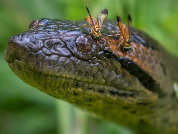 Nova cobra gigante: descubra tudo sobre a espécie de sucuri-verde encontrada na Amazônia