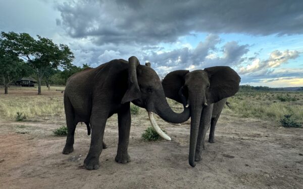 Elefantes cumprimentam-se uns aos outros combinando vocalizações e gestos