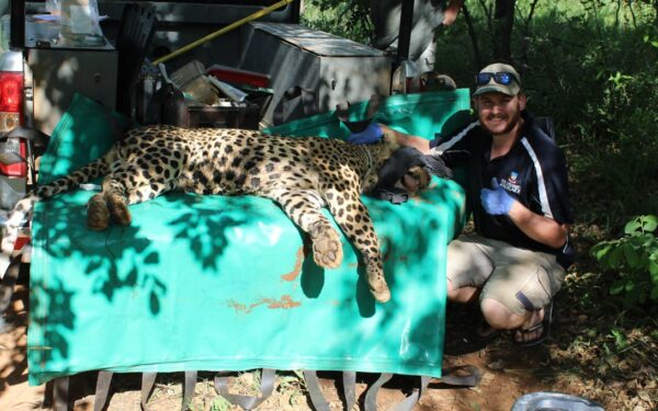 Descoberta elevada diversidade genética nos leopardos sul-africanos
