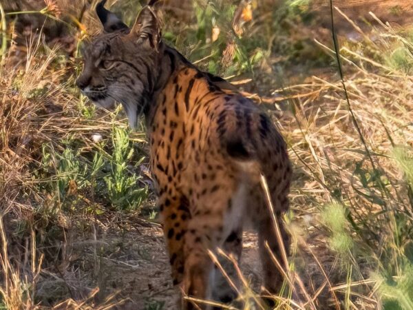 População de lince ibérico ultrapassa os dois mil exemplares na Península Ibérica