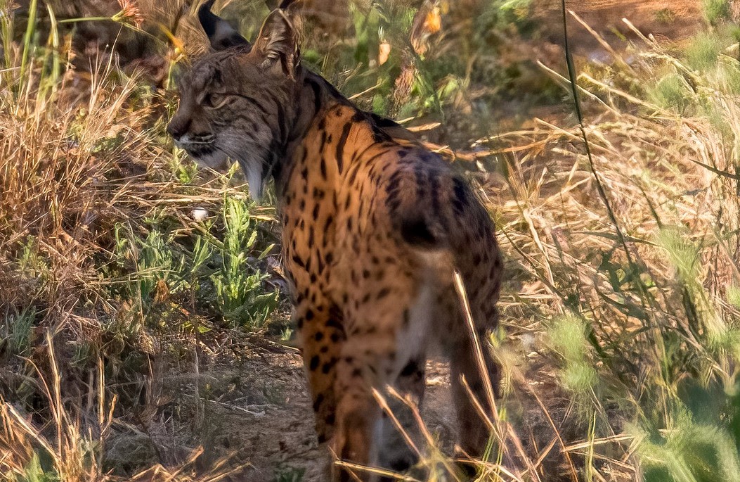 População de lince ibérico ultrapassa os dois mil exemplares na Península Ibérica