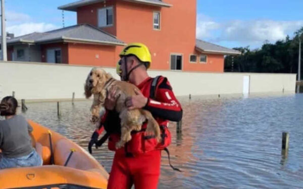 Sites que facilitam as buscas de animais perdidos nas enchentes do Rio Grande do Sul